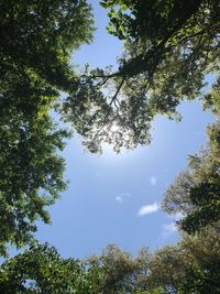 Low angle view of trees against sky