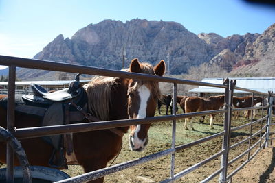 Horses on railing by mountains against sky