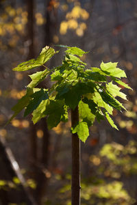 Close-up of fresh green plant in field