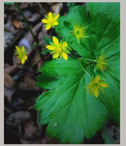 Close-up of yellow flowers