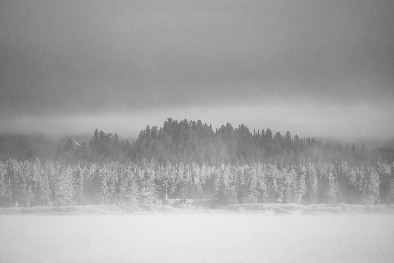 TREES ON SNOW COVERED LAND