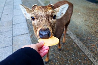 High angle view of hand feeding