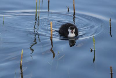 Ducks swimming in lake