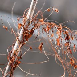Close-up of branches against blurred background