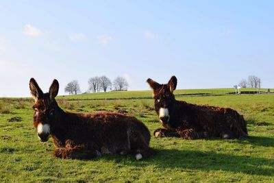 Horses standing on field against clear sky