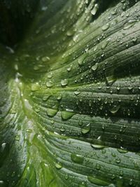 Close-up of raindrops on leaves