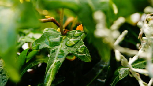 Close-up of wet green leaves