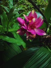 Close-up of pink flowering plant