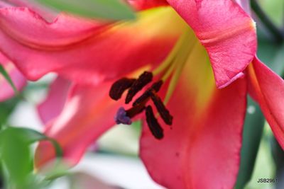 Close-up of pink flower