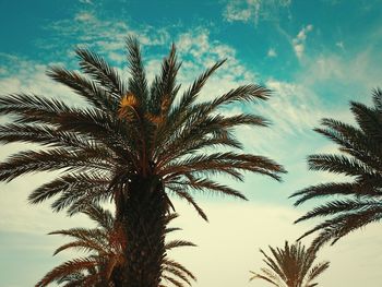 palm tree