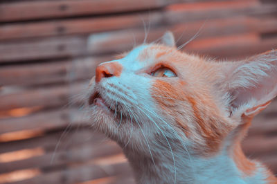 Close-up of a cat looking away