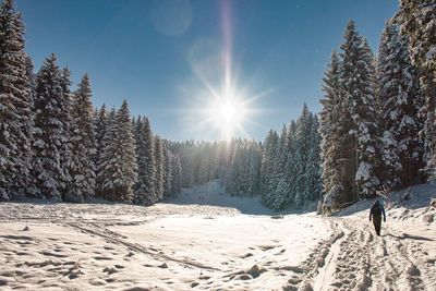 Man hiking in the winterscape against the low sun