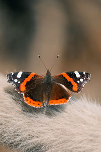 Close-up of butterfly
