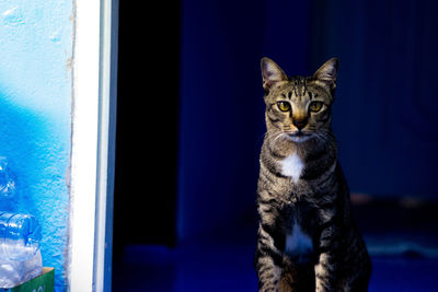 Portrait of tabby cat in dark