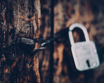 Close-up of padlock on tree trunk