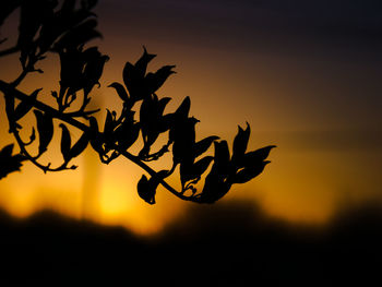 Close-up of silhouette plant against sky during sunset