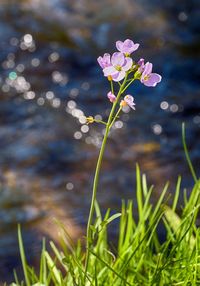 Close-up of fresh pink flowering plant in water