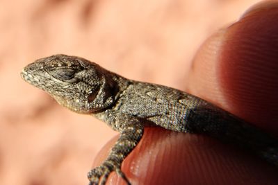 Close-up of a hand holding lizard