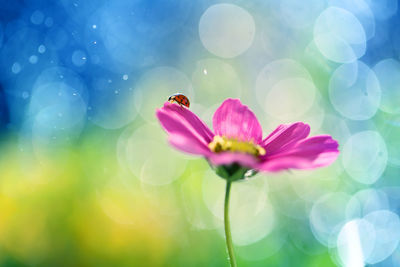 Close-up of pink flower