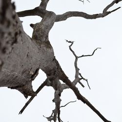 Low angle view of bare trees