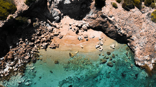 High angle view of turtle in sea