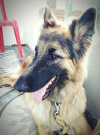 Close-up of a dog looking away