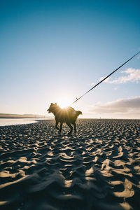 View of a dog on beach