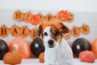 Cute jack russell dog at home. halloween background decoration