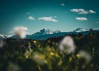 Dandelions in front of the alps