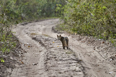 View of horse on dirt road