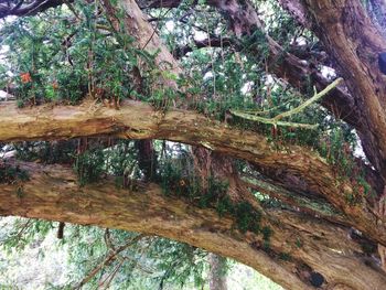 Trees growing in forest