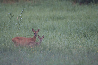 View of deer on field