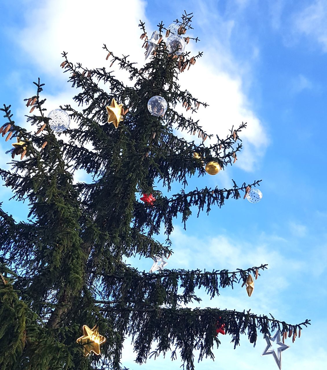 tree, sky, plant, low angle view, nature, cloud, growth, no people, beauty in nature, day, branch, flower, outdoors, tranquility, blue, coniferous tree, pinaceae