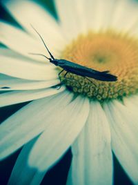 Close-up of insect pollinating flower