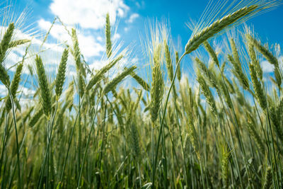 Close-up of wheat growing on field