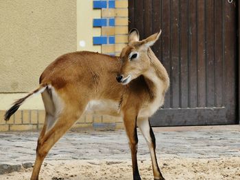 Deer standing on a land