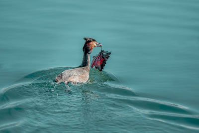 Bird swimming in lake