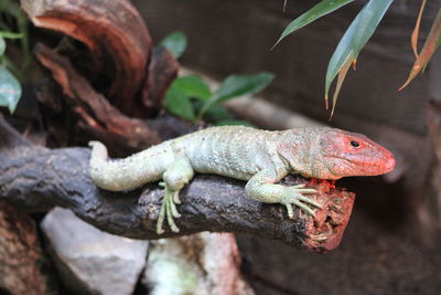 Close-up of a lizard on tree