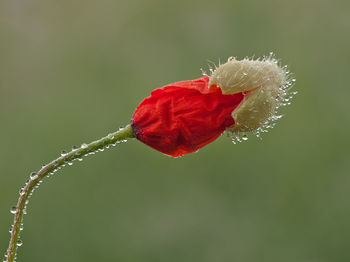 Close-up of wet red rose on leaf