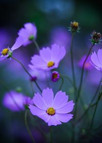 Close-up of cosmos flowers blooming outdoors