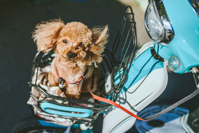 High angle portrait of dog sitting on scooter