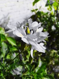 Close-up of white flowering plant