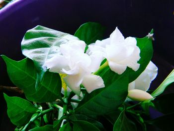 Close-up of flowers blooming outdoors