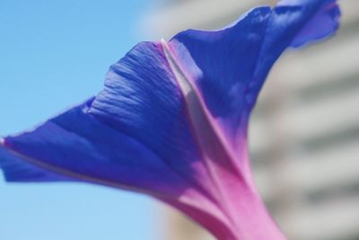 Close-up of purple flower blooming against blue sky
