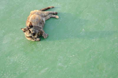 High angle view of dog swimming in water