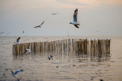 Seagulls flying over sea