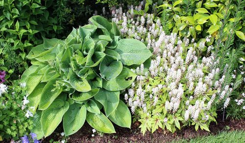 High angle view of plants growing on field