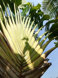 Low angle view of plants