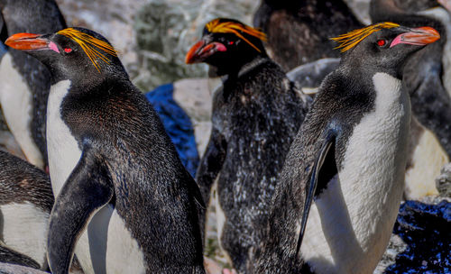 Close-up of penguins in zoo