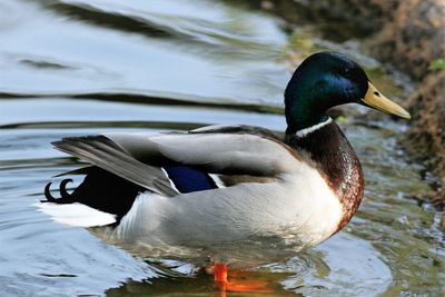 Duck swimming in lake